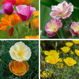 California Poppy 'Mission Bells'