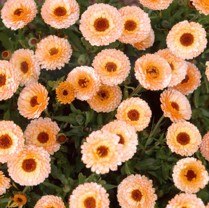 Calendula 'Pink Surprise'