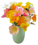 California Poppy 'Mission Bells'