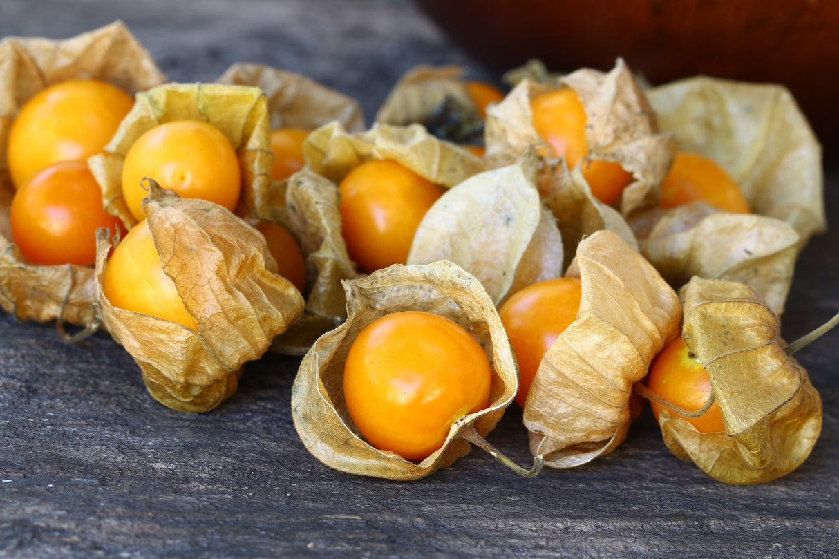 Cape Gooseberry