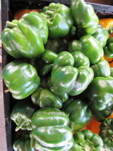 Capsicum 'California Wonder'