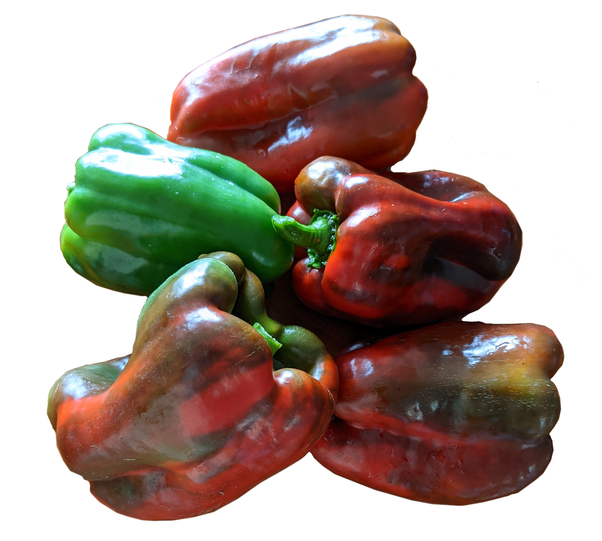 Capsicum 'Chinese Giant'