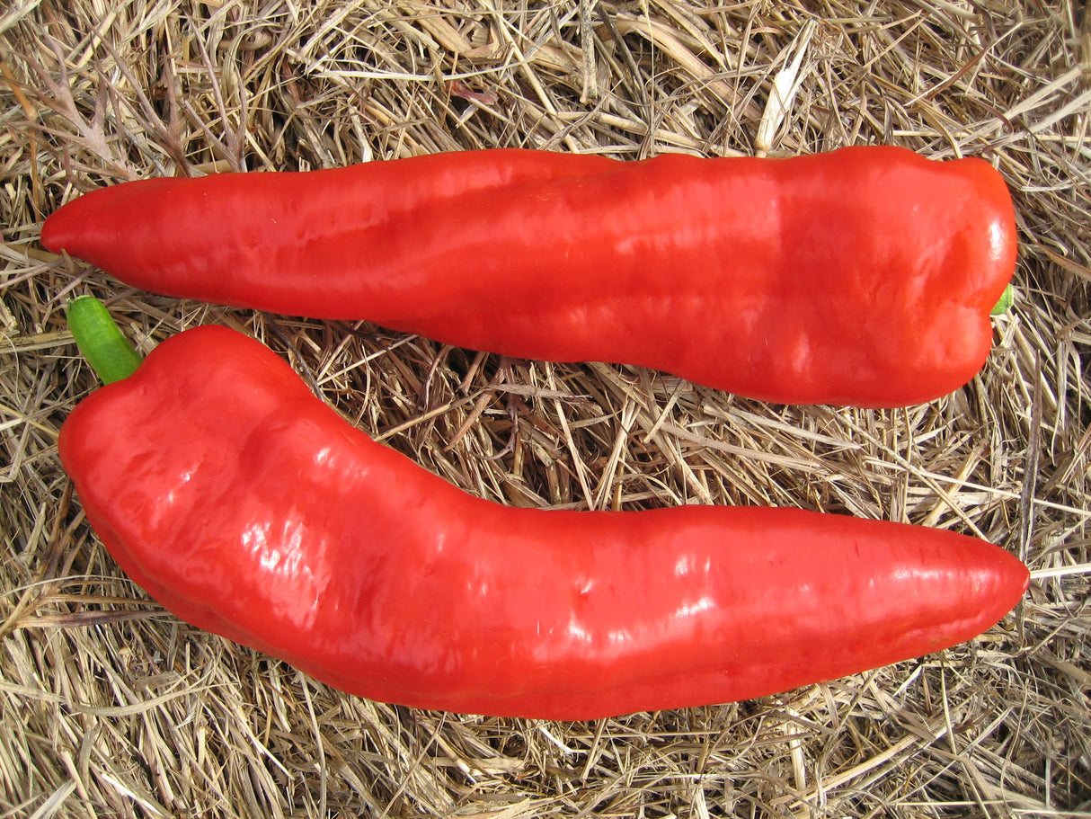 Capsicum 'Corno Di Toro'