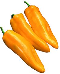 Capsicum 'Marconi Golden'