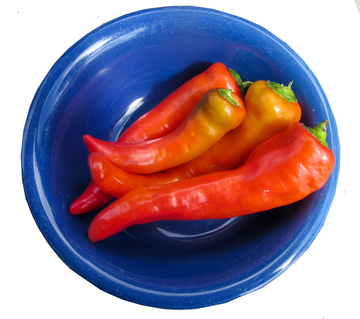 Capsicum 'Hungarian Sweet Paprika