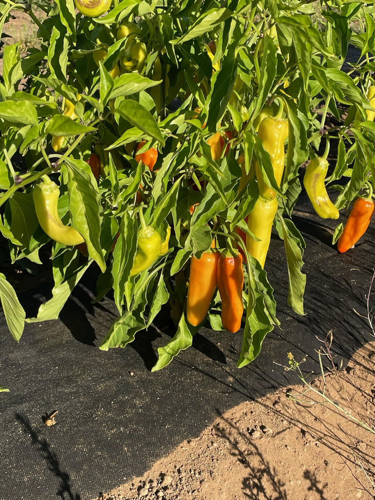 Capsicum 'Macedonian Yellow'