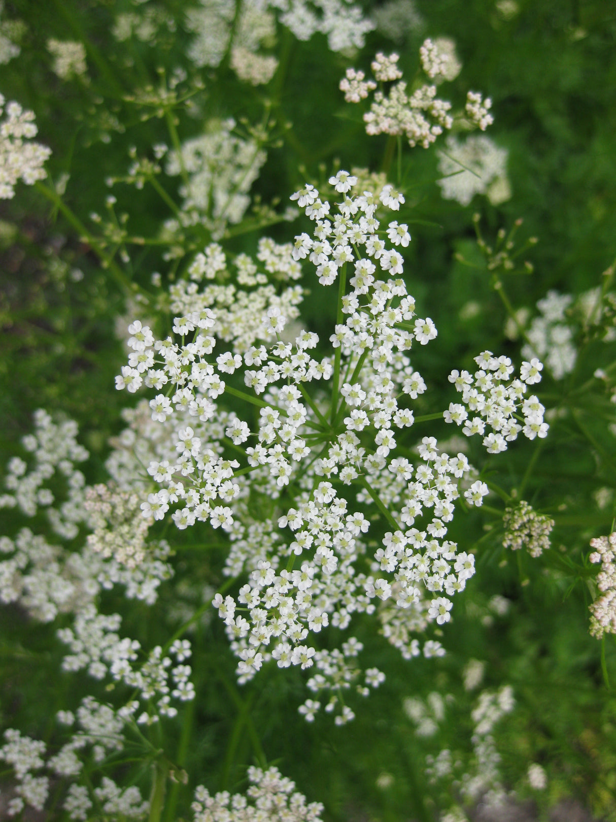 Caraway