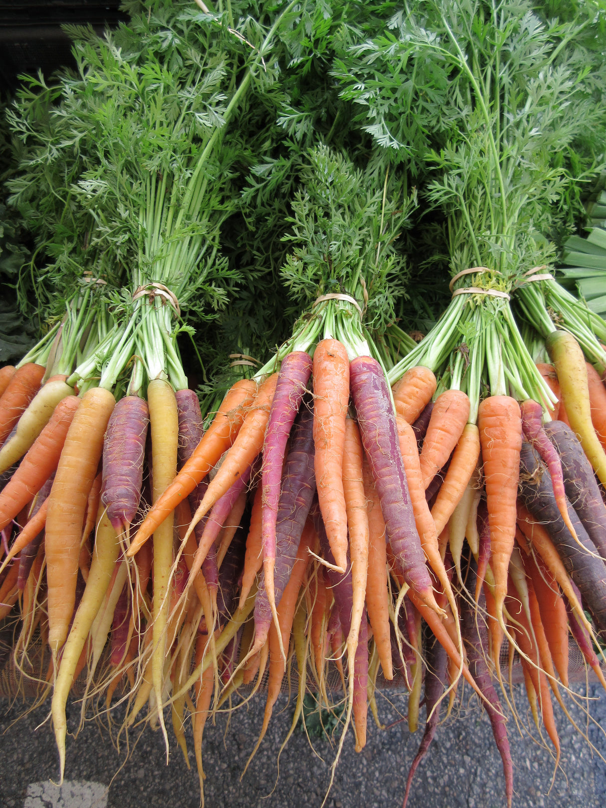 Carrot 'Colour Mix'