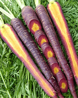 Carrot 'Cosmic Purple'