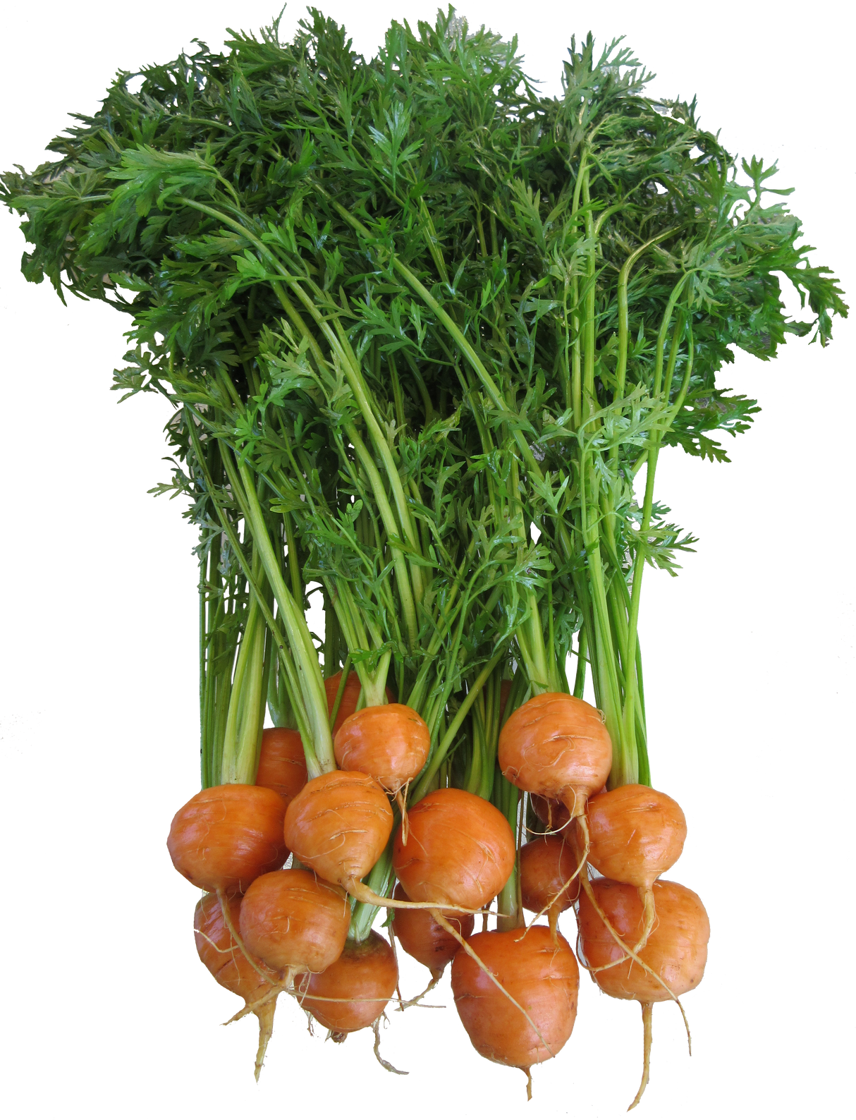 Carrot 'Paris Market'