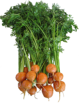 Carrot 'Paris Market'