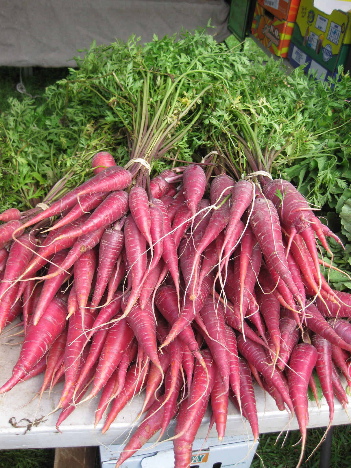 Carrot 'Purple Dragon'