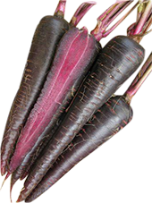 Carrot 'Purple Sun'