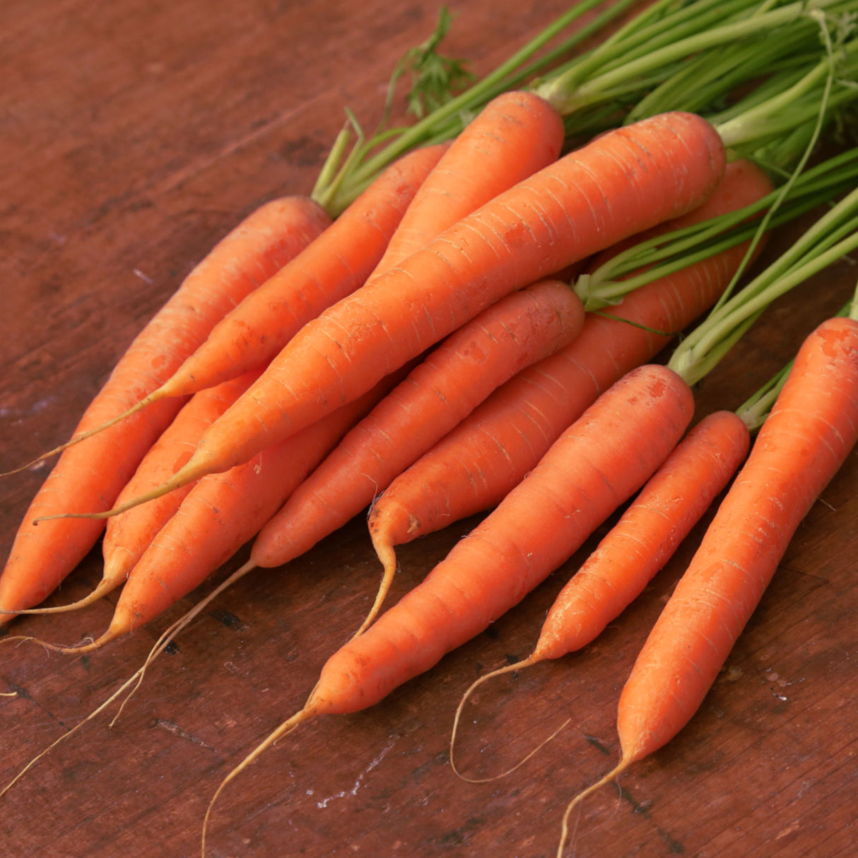 Carrot 'Baby Amsterdam'