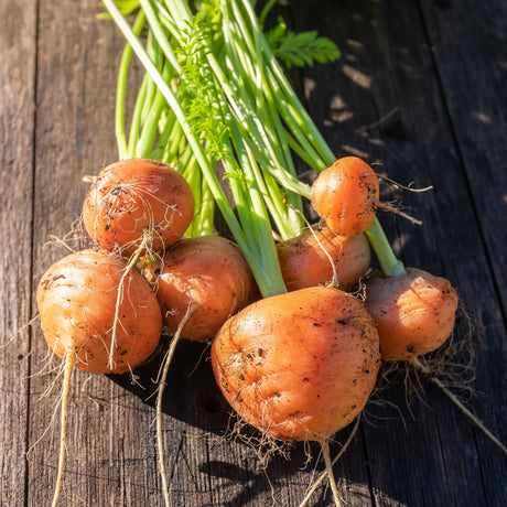 Carrot 'Paris Market'