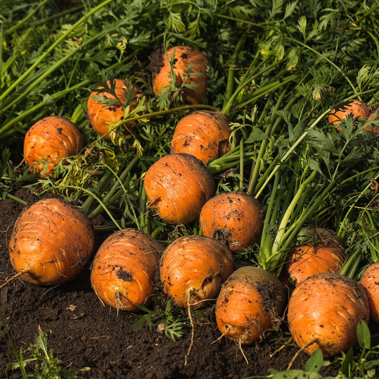 Carrot 'Paris Market'