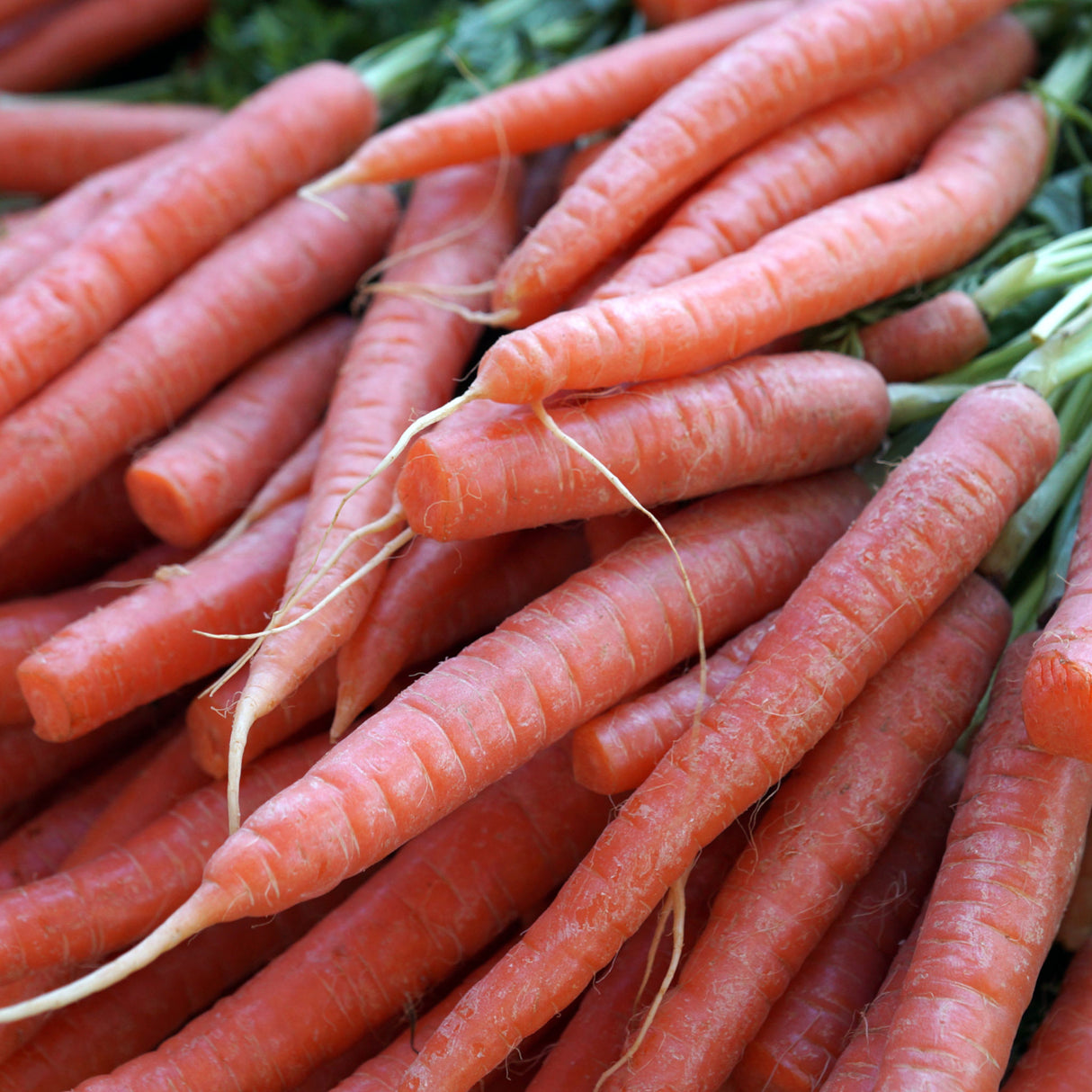 Carrot 'Red Kuroda'