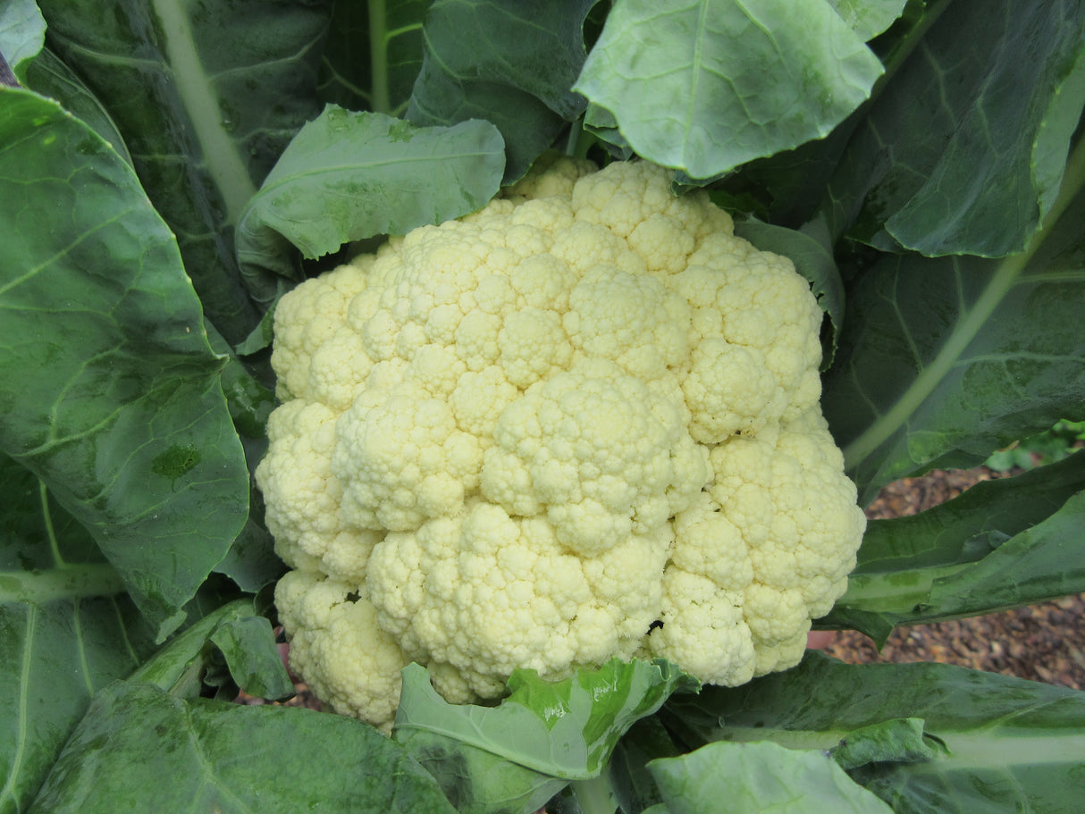 Cauliflower 'Sixty Days'