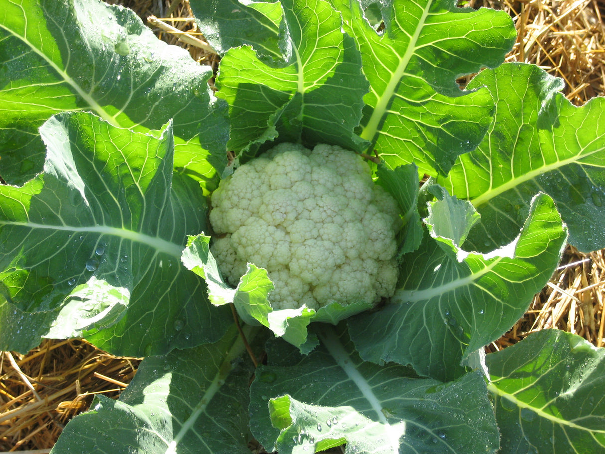 Cauliflower 'Snowball Improved'