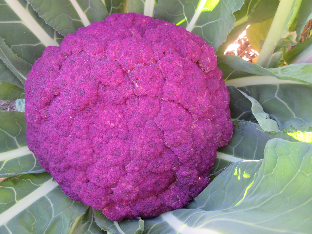 Cauliflower 'Violet Sicilian'