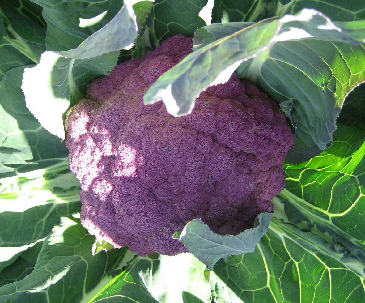 Cauliflower 'Violet Sicilian'