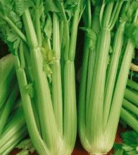 Celery 'Tall Utah'