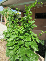 Ceylon Spinach Green Stem