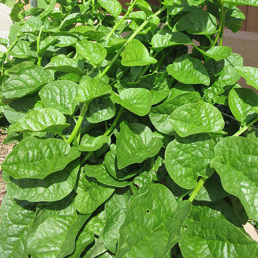 Ceylon Spinach Green Stem