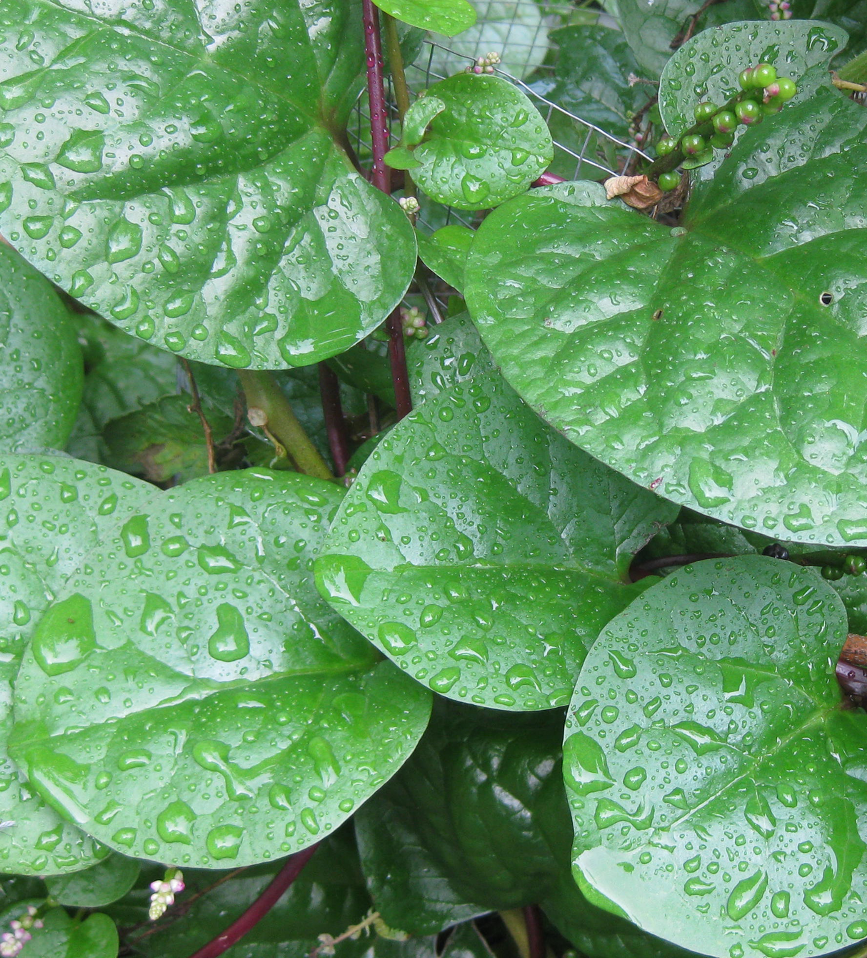 Ceylon Spinach Red Stem