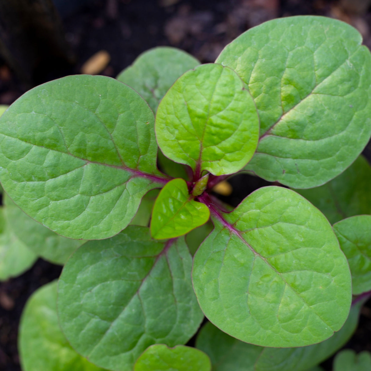 Ceylon Spinach Red Stem