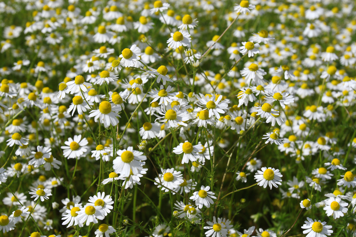 Chamomile - German