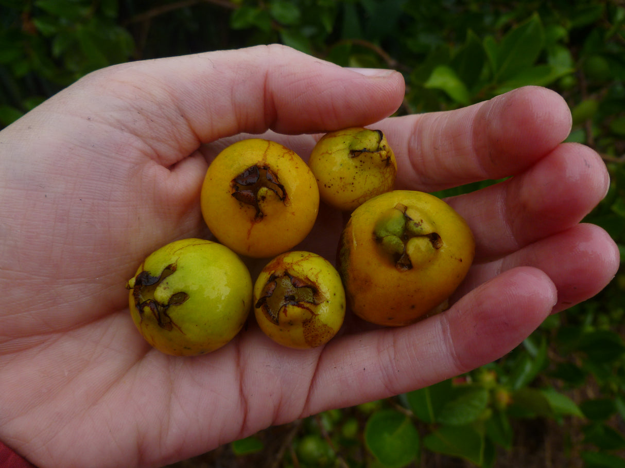 Cherry Guava 'Gold'