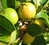 Cherry Guava 'Gold'