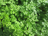 Chervil