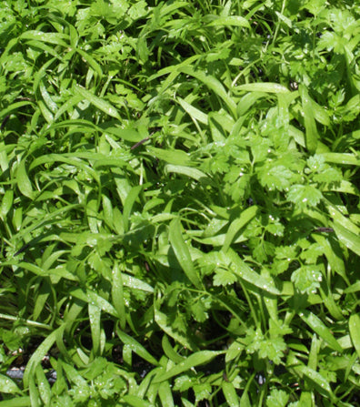 Chervil Microgreens