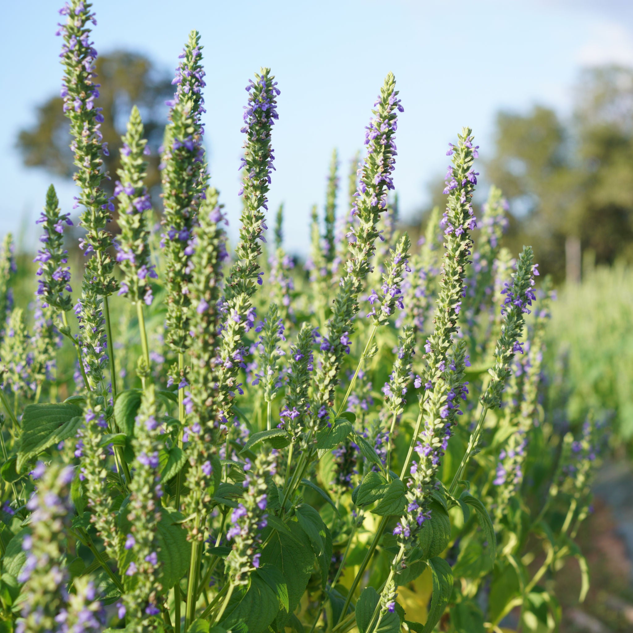 Chia – Green Harvest