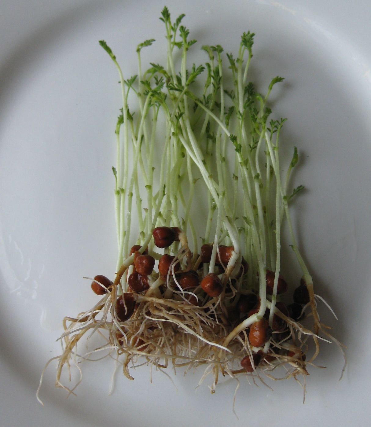 Chickpea Sprouting