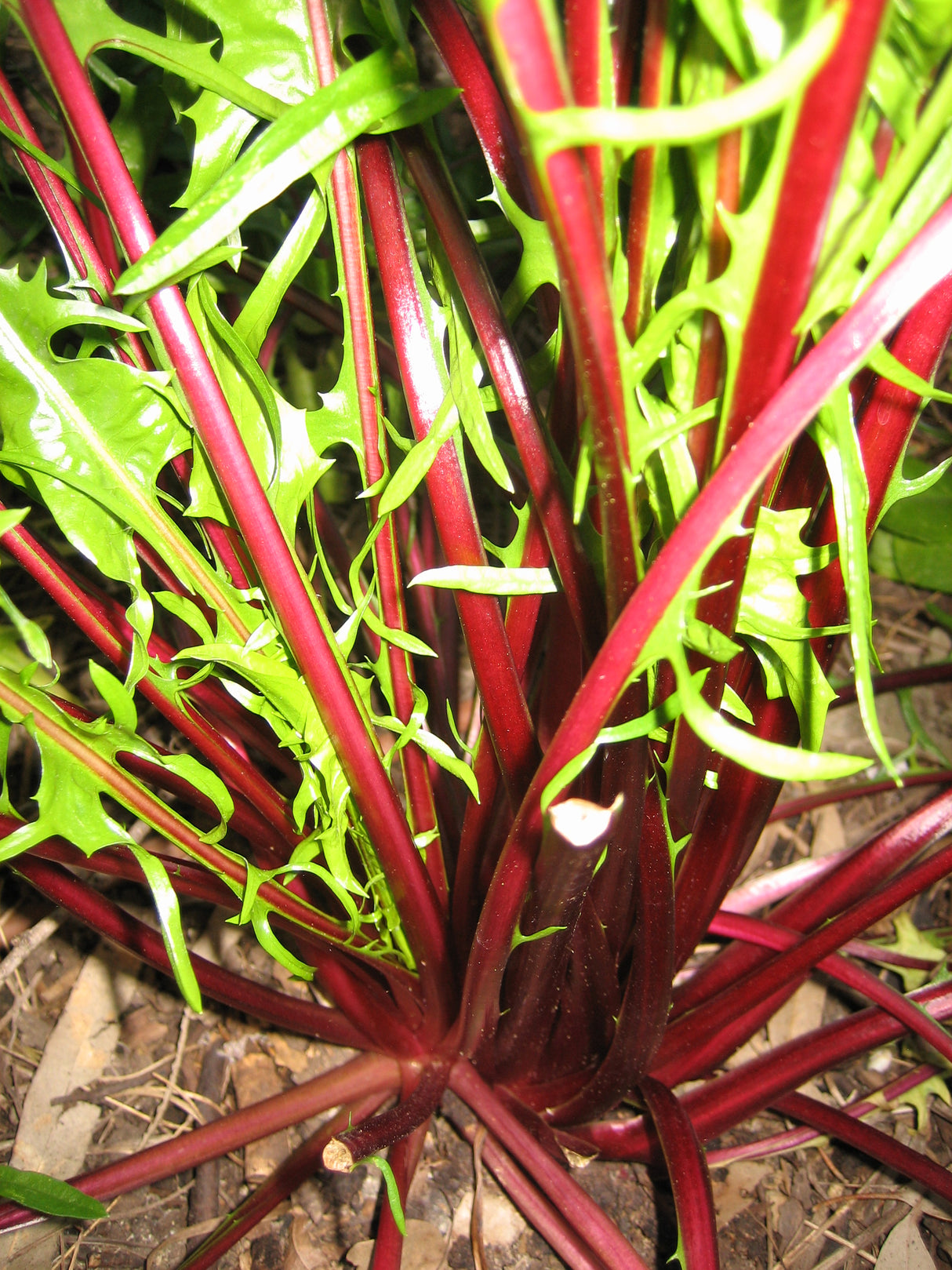 Chicory 'Red Dandelion'