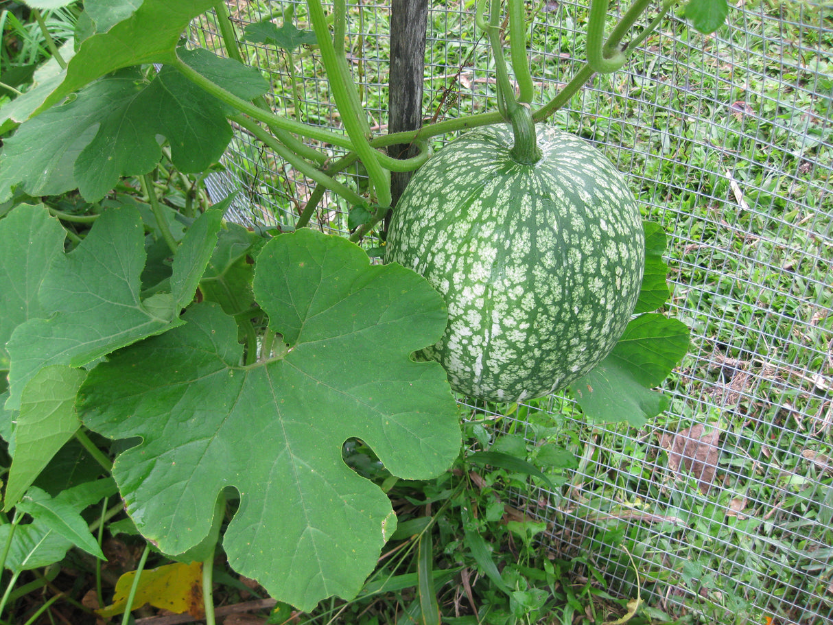 Chilacayote Squash