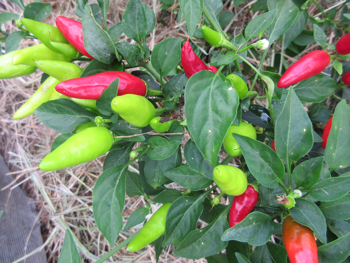 Chilli 'Birdseye Thai'