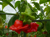 Chilli 'Bishop's Crown'