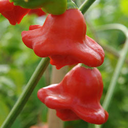 Chilli 'Bishop's Crown'