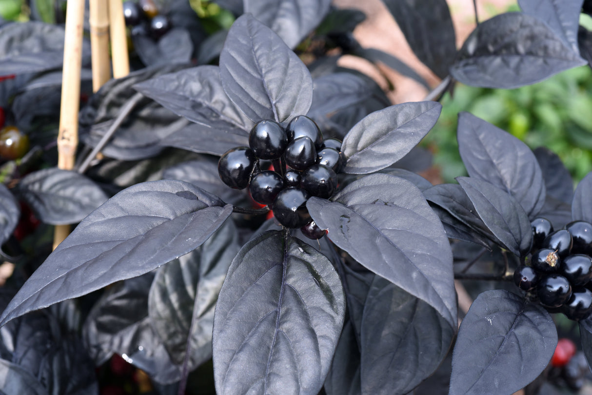 Chilli 'Black Pearl'