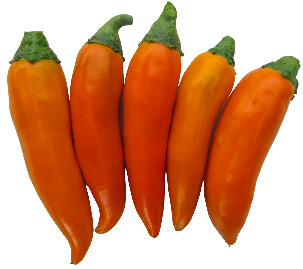 Chilli 'Bulgarian Carrot'