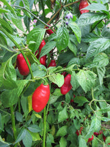 Chilli 'Rocoto Tree'