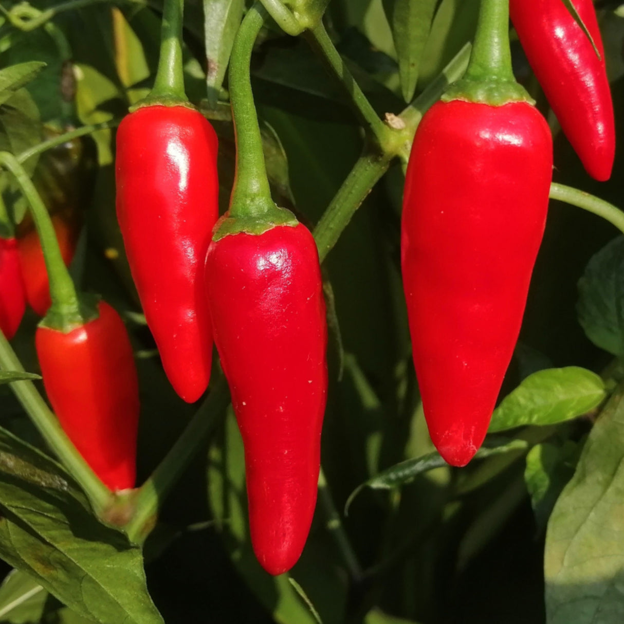 Chilli 'Serrano'