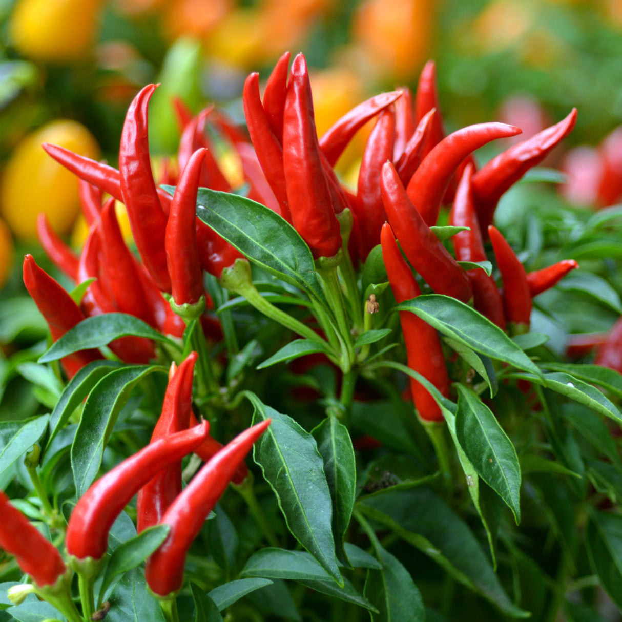 Chilli 'Thai Hot'