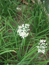 Chives Garlic