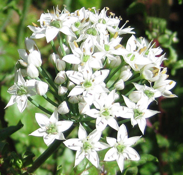 Chives Garlic