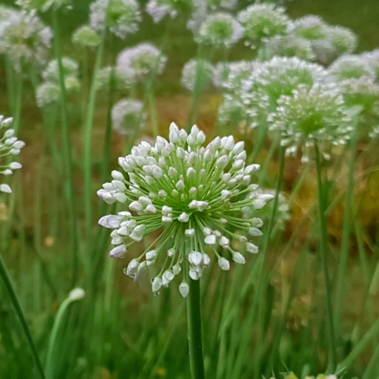 Chives Garlic